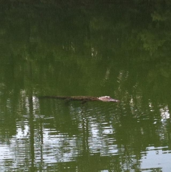 Meet your Posher, Benjamin - Picture 1 of 1